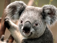 Esto es un koala