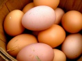 Huevos ReyeroL.jpg