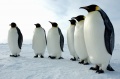 Pinguinos.jpg