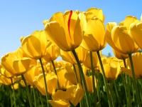 Tulipanes.jpg