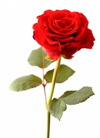 Esto es una rosa roja