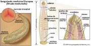 Anatomia-sanguijuela.jpg