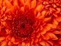 Crisantemo.jpg